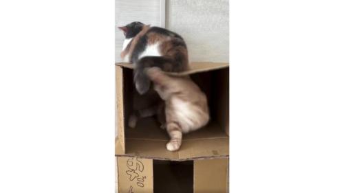 喧嘩する猫たち