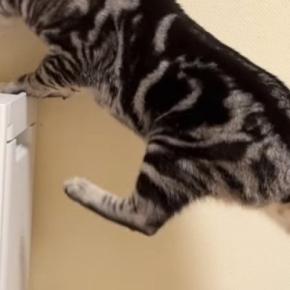 空気清浄機の上に乗りたいのに『足が届かない猫』→諦めずに頑張った結果…思わず応援したくなる光景が23万再生「がんばれーｗ」「笑ったｗ」