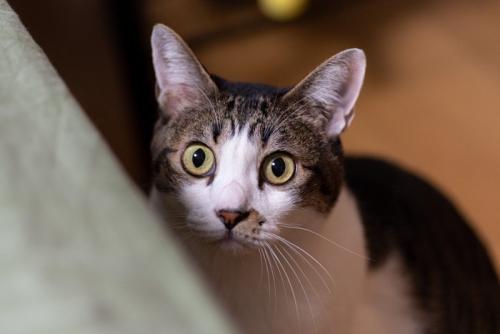 驚く猫