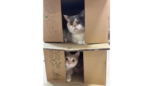 箱に入った猫たち