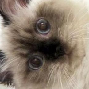 『ケージの上で寝ている猫』を見たら、ありえない体勢で…まさかの光景に２万いいね「筋肉がプルプルしそうｗ」「体幹がしっかりしてる」