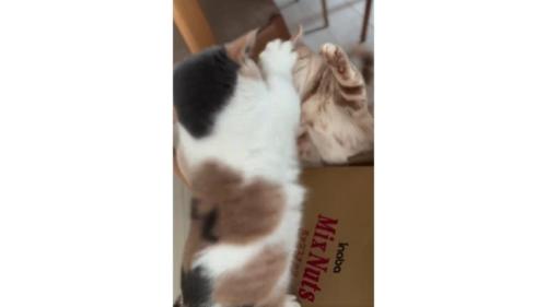喧嘩する猫たち