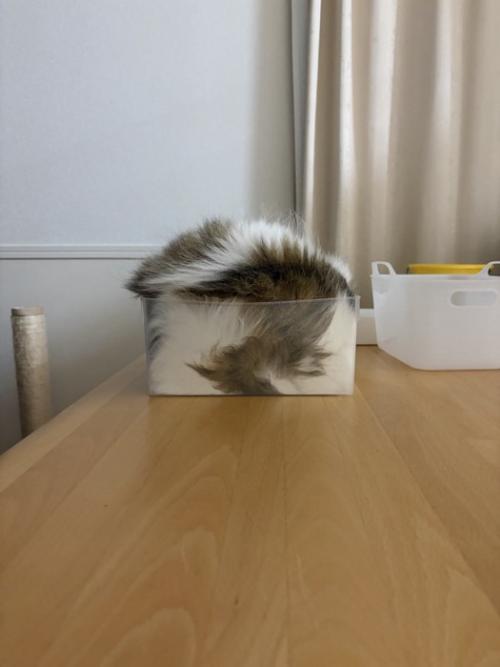 透明なカゴの中でくつろぐ猫