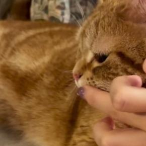 猫に水を飲んでほしい飼い主がとった作戦とは…あまりにも可愛い展開が132万再生「夏も教えてあげたらいいのかw」「天才すぎる」と絶賛