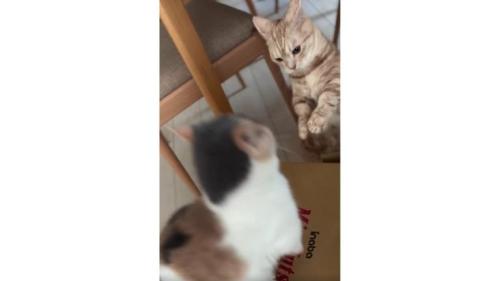 喧嘩する猫たち