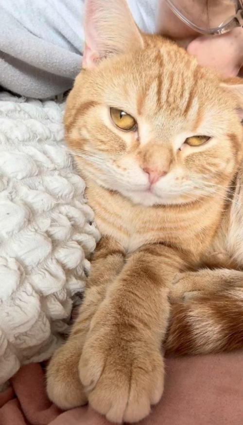 飼い主さんとくつろぐアメリカンショートヘア
