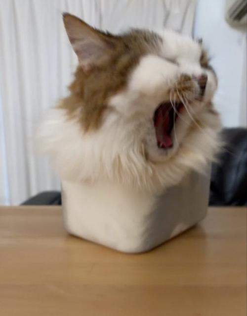 箱の中に入ってあくびをする猫