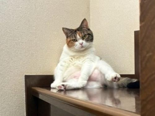 階段でおっさん座りする猫