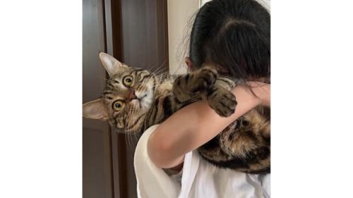 抱っこされている猫