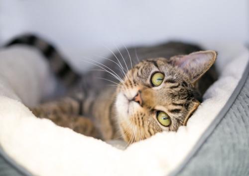 ふわふわのベッドで休む猫