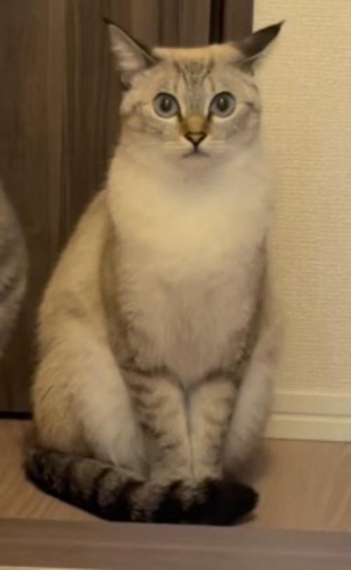 少し離れたところから飼い主を見つめるトラ模様の猫
