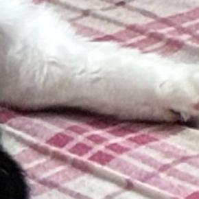部屋に入った瞬間『くつろぐ猫』を見て大爆笑…まさかの『おっさんすぎる光景』に１万いいね「背中にチャックありそう」「社長感」