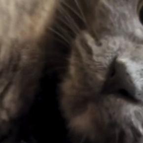 『冷蔵庫の上にいる猫』を撮ろうとカメラを向けたら…次の瞬間→予想外の『アイドルのような行動』に１万いいね「ファンサ頂いたｗ」「きゃあ」