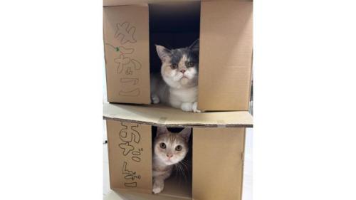 箱に入った猫たち
