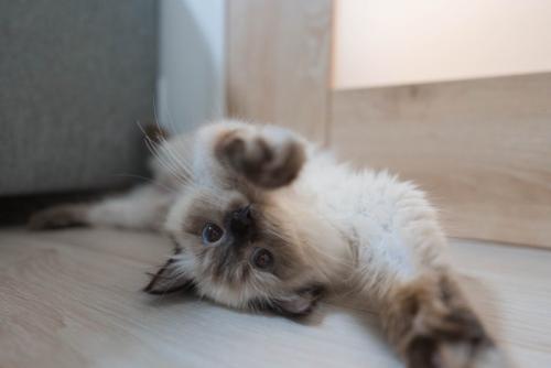 仰向けになってくつろぐ猫