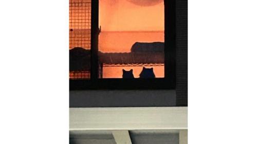 窓際にいる猫たち