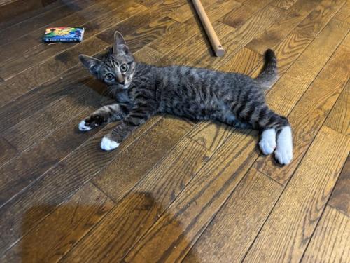 寝そべる子猫