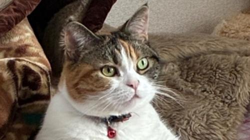 前をぼんやり眺める猫の顔