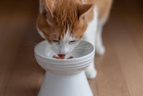 ご飯を食べる猫