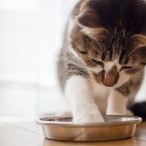 猫が『食器からご飯を出して食べる』ときの理由4つ 食べにくさが原因?見直したいポイントも