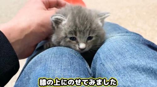 膝の上の子猫