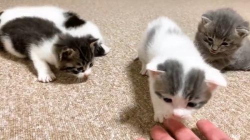 手に乗ってくる子猫