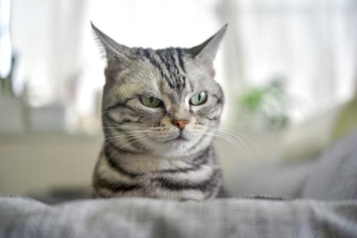 ソファーからひょっこり顔を出す猫 