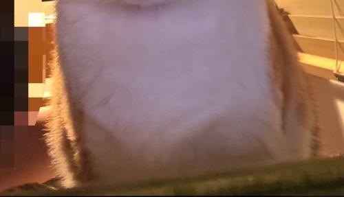 猫の足元