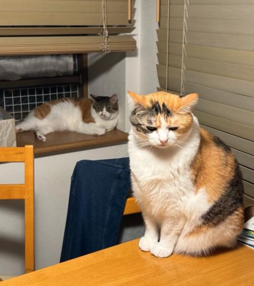 ご飯を待つ猫たち