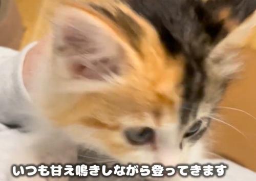 子猫の斜め横顔のアップ(いつも甘え鳴きしながら登ってきます)
