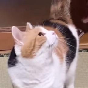 遊んでほしくて『父を待っていた三毛猫』→抱っこされると…あまりにも尊いやり取りが151万再生「大好きなのが伝わる」「愛おしすぎて涙」