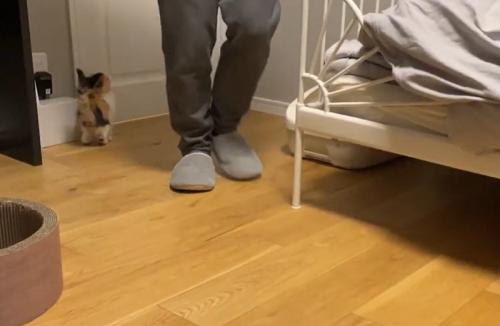 ドアの前に立つ子猫とベッドの方に戻る人の足