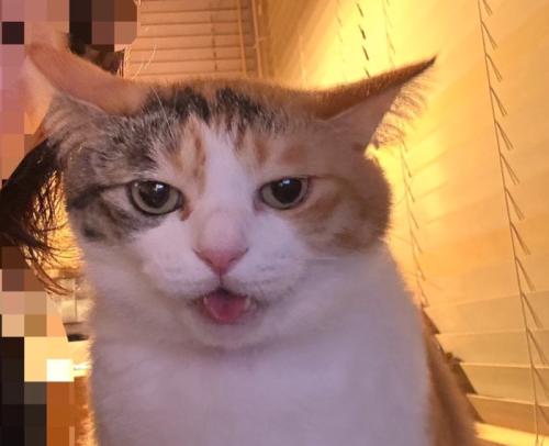 カメラ目線の猫