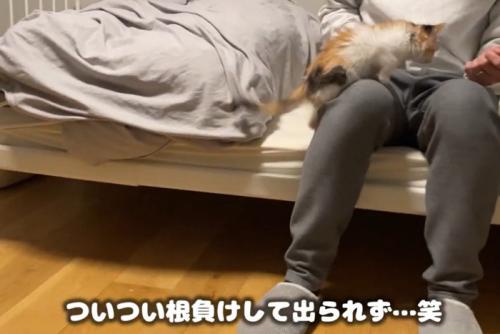 膝に乗る子猫(ついつい根負けして出られず…笑)