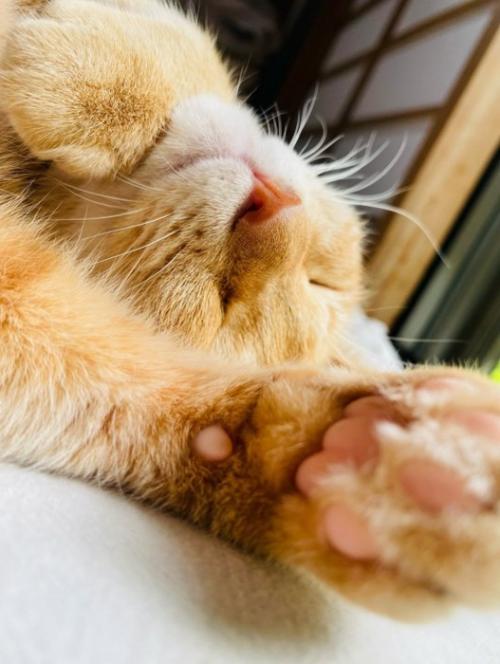猫の寝顔