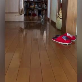 飼い主が帰宅すると、廊下の奥から『小さな子猫』が…たまらなく可愛い『お出迎え』に1万いいね「小走りなの嬉しすぎる」「最高のごほうび」