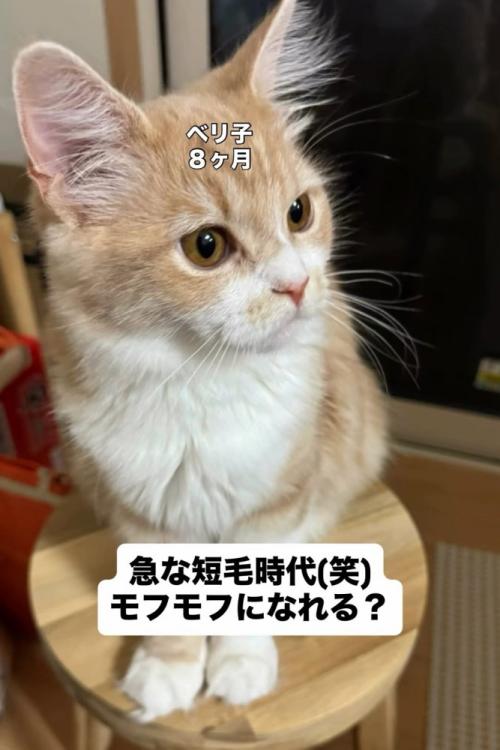 イスに座る猫