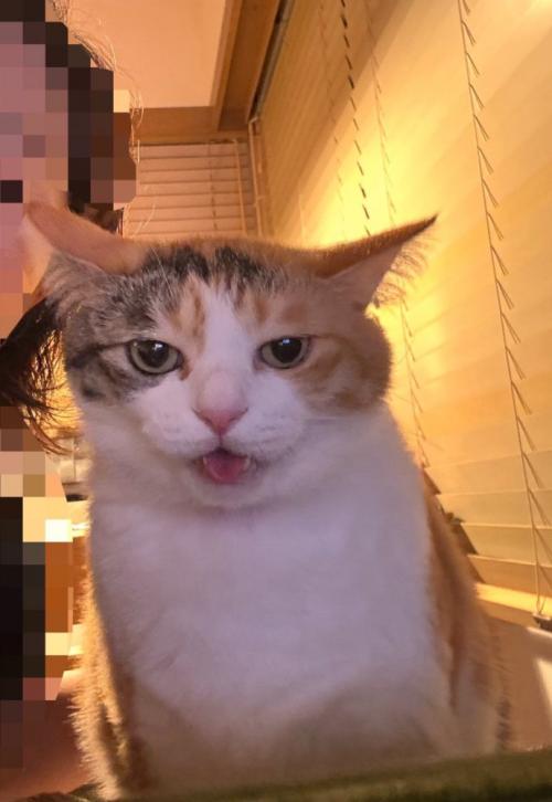 猫のカメラ目線