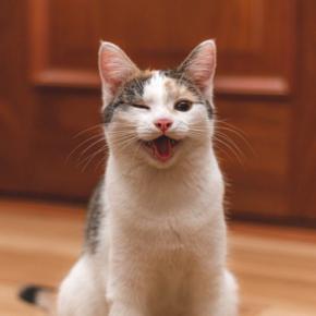『長生きしやすい』と言われる猫種4選 他の種類とは何が違うの?長寿のために必要なこととは