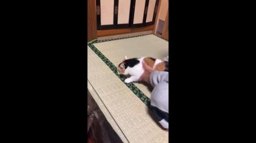 捕獲