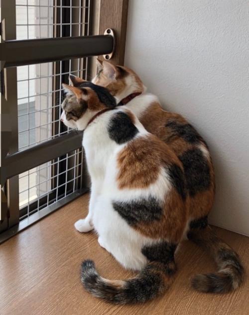 後ろ姿の猫たち
