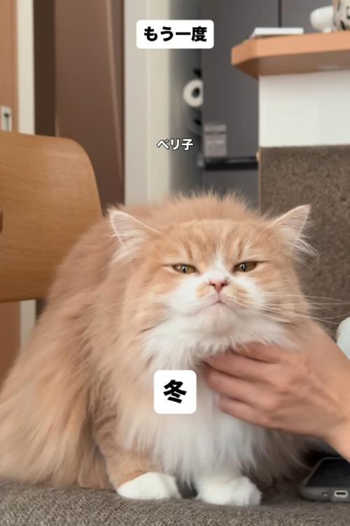 のどをなでられる猫