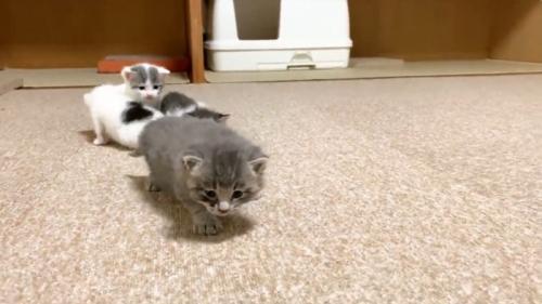 絨毯を歩いてくる子猫