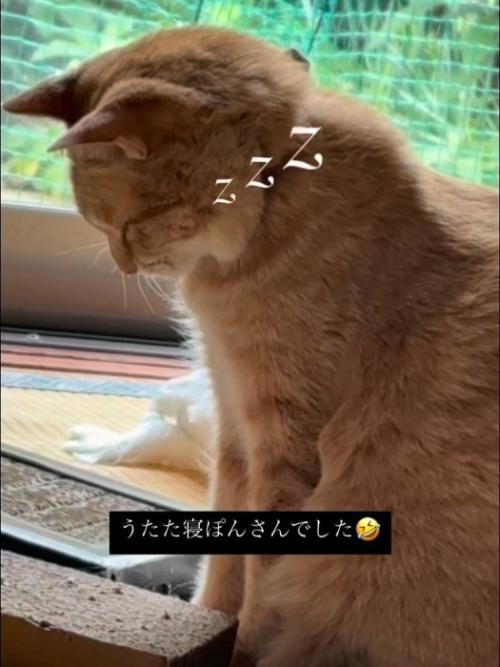 座って寝る猫の顔