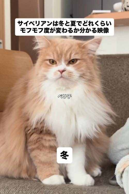 お座りする長毛の猫