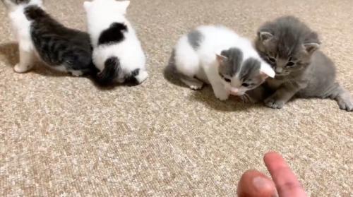 絨毯の上の四匹の子猫