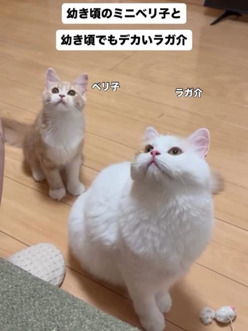 見上げる2匹の猫