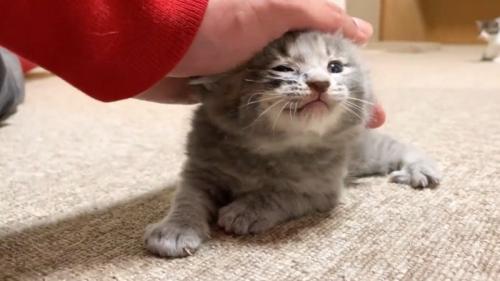 なでられている子猫