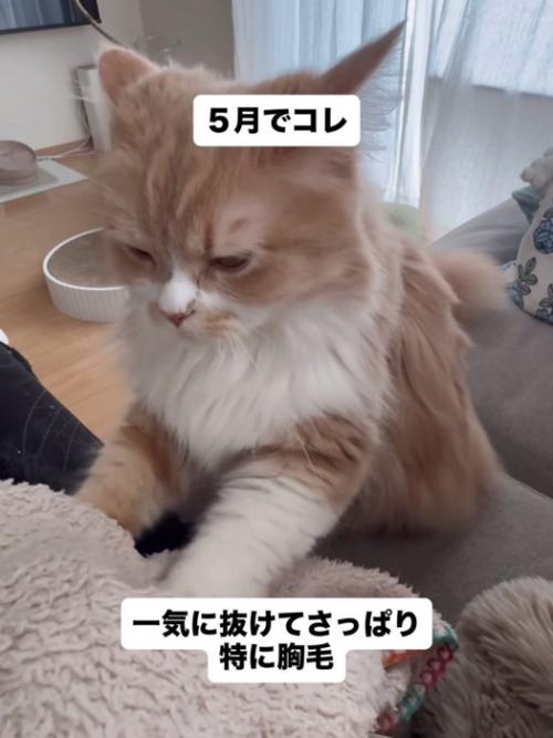 毛布をふみふみする猫