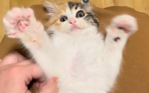 仰向け子猫